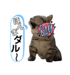 ねこの銀次くん4（個別スタンプ：2）