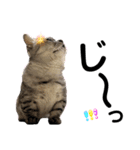 ねこの銀次くん4（個別スタンプ：4）
