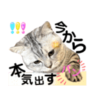 ねこの銀次くん4（個別スタンプ：5）
