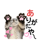 ねこの銀次くん4（個別スタンプ：6）