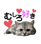 ねこの銀次くん4（個別スタンプ：8）