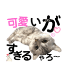 ねこの銀次くん4（個別スタンプ：9）