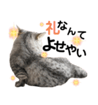 ねこの銀次くん4（個別スタンプ：11）