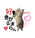 ねこの銀次くん4（個別スタンプ：13）