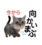 ねこの銀次くん4（個別スタンプ：15）