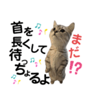 ねこの銀次くん4（個別スタンプ：16）