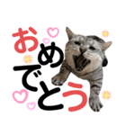 ねこの銀次くん4（個別スタンプ：17）
