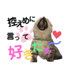 ねこの銀次くん4（個別スタンプ：24）