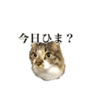 口悪めの関西弁猫（個別スタンプ：1）