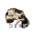 口悪めの関西弁猫（個別スタンプ：3）