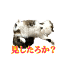 口悪めの関西弁猫（個別スタンプ：4）