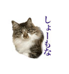 口悪めの関西弁猫（個別スタンプ：7）