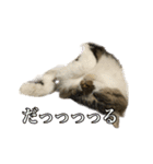 口悪めの関西弁猫（個別スタンプ：9）