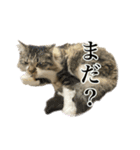 口悪めの関西弁猫（個別スタンプ：10）