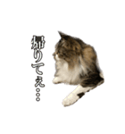 口悪めの関西弁猫（個別スタンプ：11）
