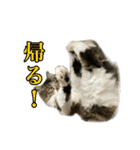 口悪めの関西弁猫（個別スタンプ：12）