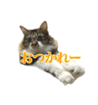 口悪めの関西弁猫（個別スタンプ：13）