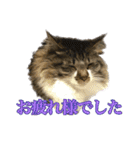 口悪めの関西弁猫（個別スタンプ：14）