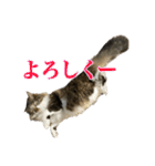 口悪めの関西弁猫（個別スタンプ：15）