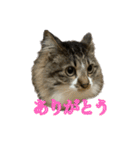 口悪めの関西弁猫（個別スタンプ：16）