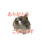 口悪めの関西弁猫（個別スタンプ：17）