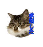 口悪めの関西弁猫（個別スタンプ：18）