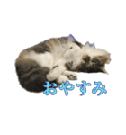 口悪めの関西弁猫（個別スタンプ：20）