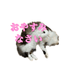 口悪めの関西弁猫（個別スタンプ：21）