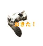 口悪めの関西弁猫（個別スタンプ：22）