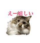 口悪めの関西弁猫（個別スタンプ：23）