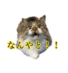 口悪めの関西弁猫（個別スタンプ：24）