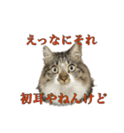口悪めの関西弁猫（個別スタンプ：25）