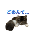 口悪めの関西弁猫（個別スタンプ：26）