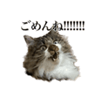 口悪めの関西弁猫（個別スタンプ：27）