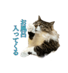 口悪めの関西弁猫（個別スタンプ：29）