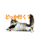 口悪めの関西弁猫（個別スタンプ：31）