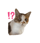 ダメ猫のスタンプ2（個別スタンプ：1）