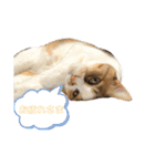 ダメ猫のスタンプ2（個別スタンプ：3）