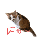 ダメ猫のスタンプ2（個別スタンプ：6）