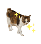 ダメ猫のスタンプ2（個別スタンプ：10）
