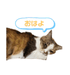 ダメ猫のスタンプ2（個別スタンプ：11）