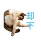 ダメ猫のスタンプ2（個別スタンプ：14）