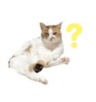 ダメ猫のスタンプ2（個別スタンプ：17）