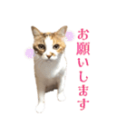 ダメ猫のスタンプ2（個別スタンプ：18）