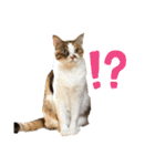 ダメ猫のスタンプ2（個別スタンプ：19）