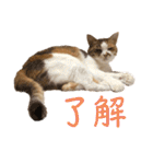 ダメ猫のスタンプ2（個別スタンプ：22）