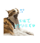 ダメ猫のスタンプ2（個別スタンプ：26）