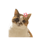 ダメ猫のスタンプ2（個別スタンプ：29）