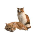 ダメ猫のスタンプ2（個別スタンプ：30）