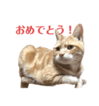 ダメ猫のスタンプ2（個別スタンプ：37）